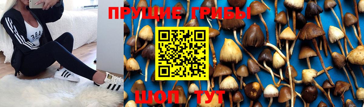 Псилоцибиновые грибы мицелий Удомля